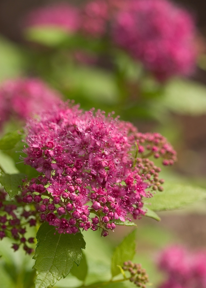 Double Play® 'Gold' - Spiraea japonica (Spirea) from E.C. Brown's Nursery Double Play® 'Gold' - Spiraea japonica (Spirea) from E.C. Brown's Nursery