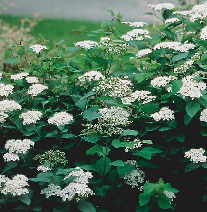 Snow Storm™ Spirea - Spiraea x media 'Darsnorm' (Spirea) from E.C. Brown's Nursery Snow Storm™ Spirea - Spiraea x media 'Darsnorm' (Spirea) from E.C. Brown's Nursery