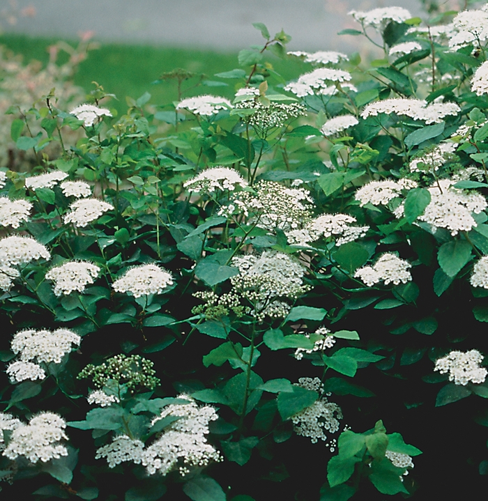 Snow Storm™ Spirea - Spiraea x media 'Darsnorm' (Spirea) from E.C. Brown's Nursery