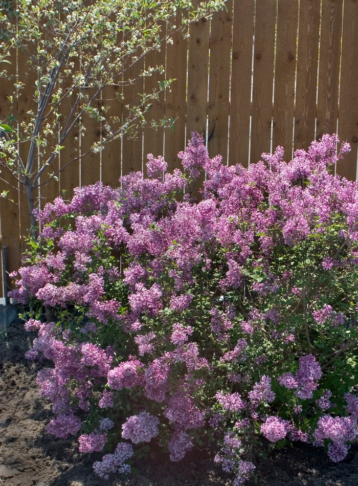 Bloomerang® Purple - Syringa x from E.C. Brown's Nursery