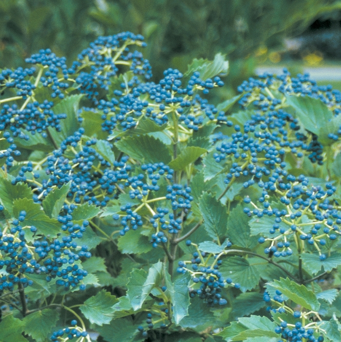 Blue Muffin® - Viburnum dentatum from E.C. Brown's Nursery