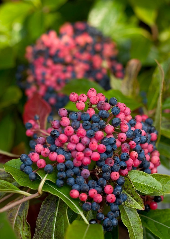 Brandywine™ - Viburnum nudum from E.C. Brown's Nursery Brandywine™ - Viburnum nudum from E.C. Brown's Nursery