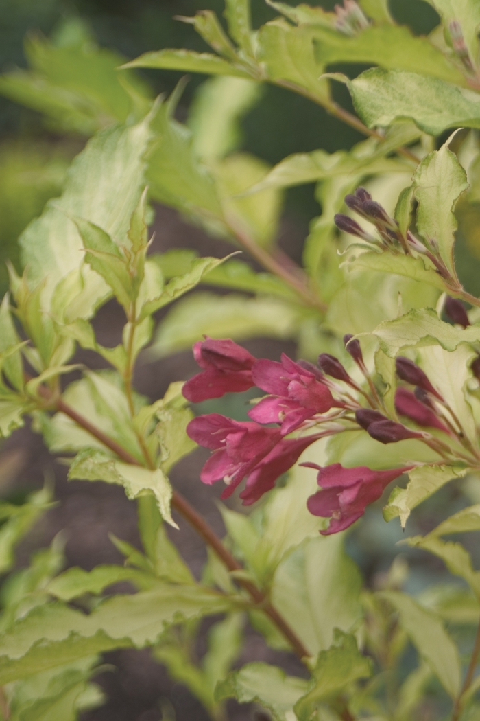 Weigela - Weigela florida 'Sonic Bloom Ghost' from E.C. Brown's Nursery