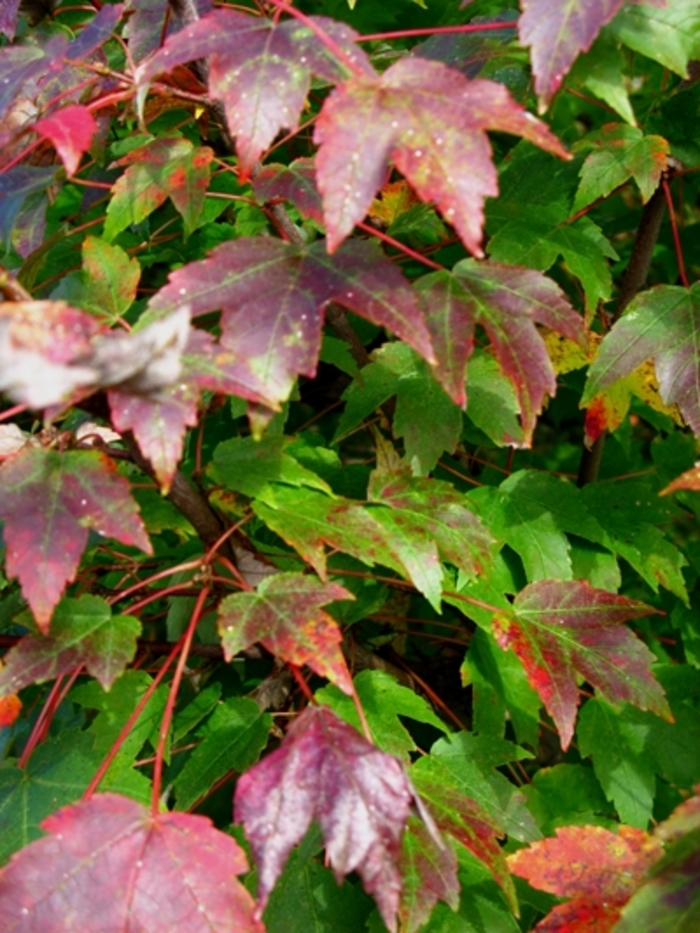 'Northwood' Red Maple - Acer rubrum 'Northwood' from E.C. Brown's Nursery