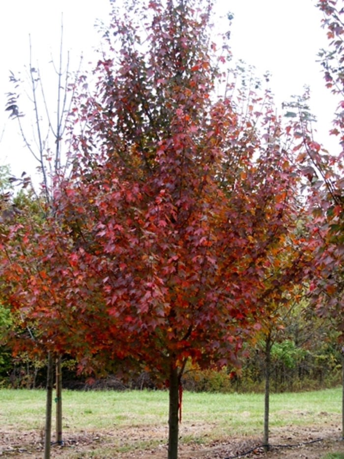 Scarlet Sentinel™ Red Maple - Acer rubrum 'Scarsen' from E.C. Brown's Nursery Scarlet Sentinel™ Red Maple - Acer rubrum 'Scarsen' from E.C. Brown's Nursery