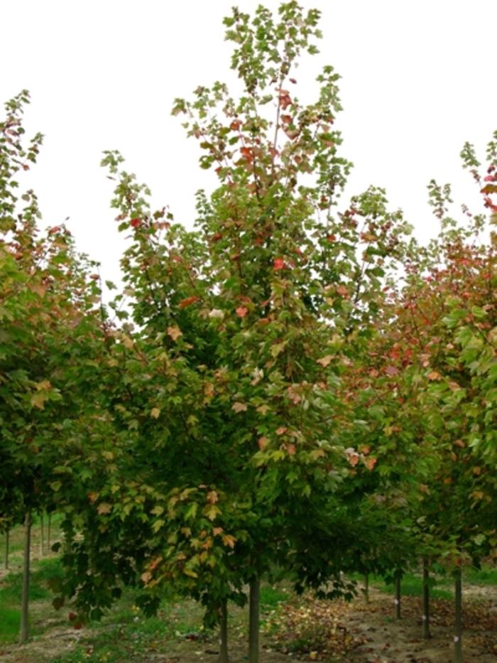 Red Sunset Maple - Acer rubrum 'Franksred' from E.C. Brown's Nursery Red Sunset Maple - Acer rubrum 'Franksred' from E.C. Brown's Nursery