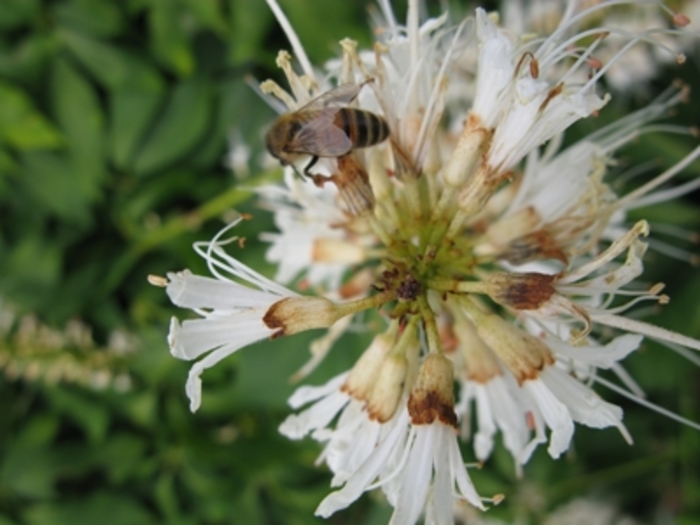 Bottlebrush Buckeye - Aesculus parviflora from E.C. Brown's Nursery