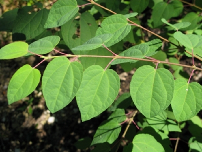 Katsura Tree - Cercidiphyllum japonicum from E.C. Brown's Nursery Katsura Tree - Cercidiphyllum japonicum from E.C. Brown's Nursery