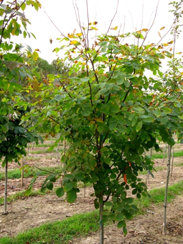 Yellowwood - Cladrastis kentukea from E.C. Brown's Nursery