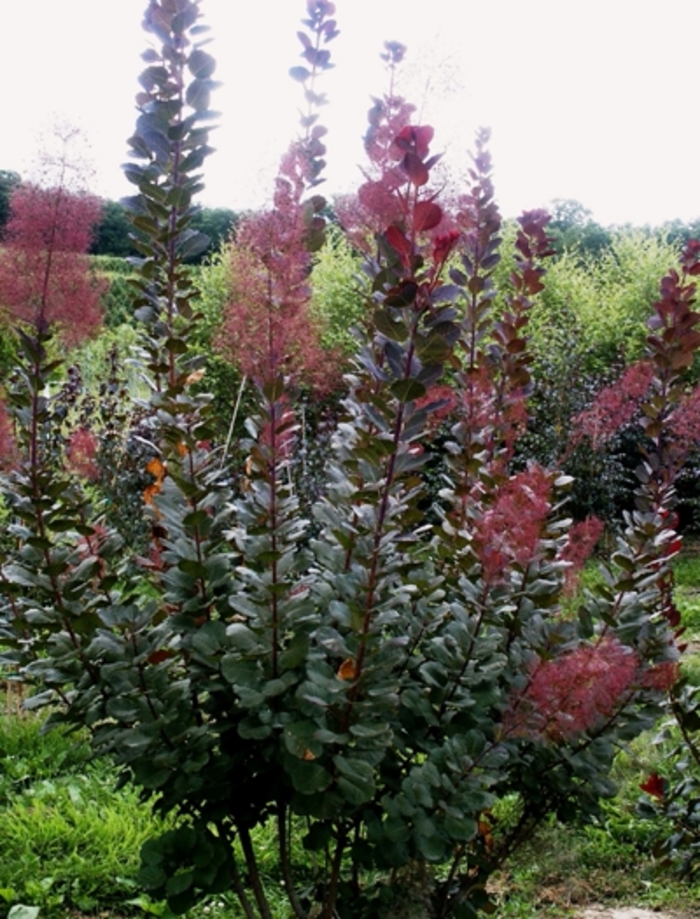  'Grace' - Cotinus x from E.C. Brown's Nursery