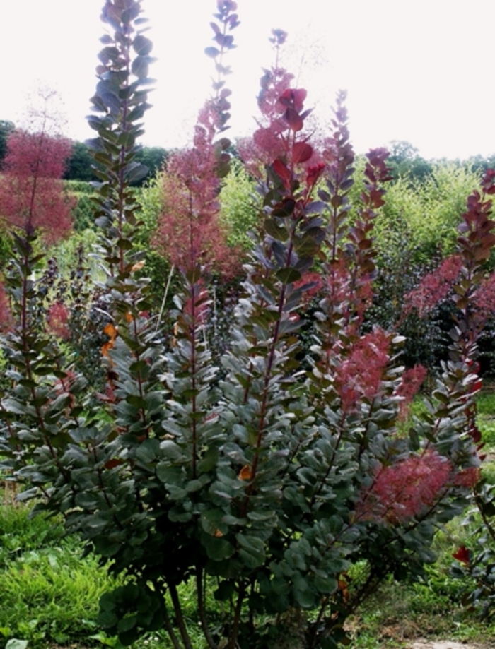 'Grace' - Cotinus x from E.C. Brown's Nursery 'Grace' - Cotinus x from E.C. Brown's Nursery
