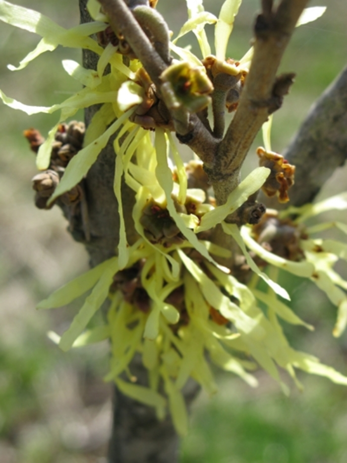 Witch Hazel - Hamamelis x intermedia 'Arnold's Promise' from E.C. Brown's Nursery