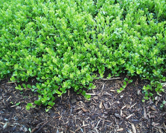 Manzanita - Arctostaphylos 'Emerald Carpet' from E.C. Brown's Nursery