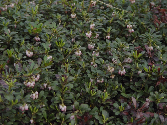 Massachusetts Kinnickkinnick - Arctostaphylos uva-ursi 'Massachusetts' from E.C. Brown's Nursery Massachusetts Kinnickkinnick - Arctostaphylos uva-ursi 'Massachusetts' from E.C. Brown's Nursery