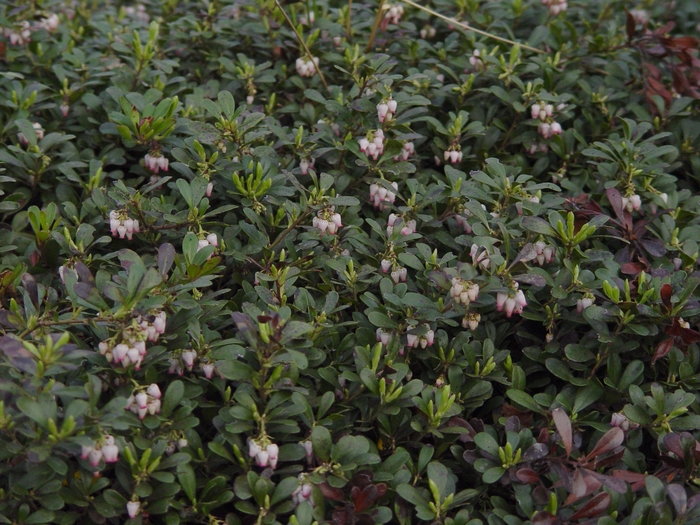 Massachusetts Kinnickkinnick - Arctostaphylos uva-ursi 'Massachusetts' from E.C. Brown's Nursery