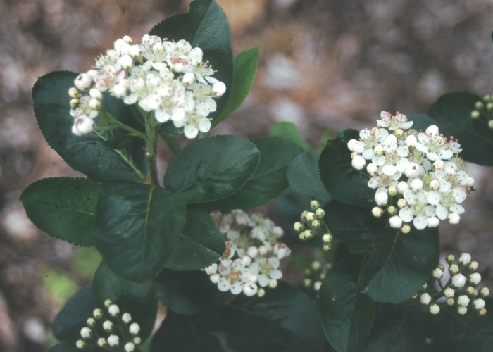 Black Chokeberry - Aronia melanocarpa 'Viking' from E.C. Brown's Nursery Black Chokeberry - Aronia melanocarpa 'Viking' from E.C. Brown's Nursery