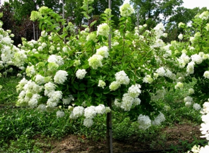 Pee Gee Hydrangea - Hydrangea paniculata ''Grandiflora'' from E.C. Brown's Nursery Pee Gee Hydrangea - Hydrangea paniculata ''Grandiflora'' from E.C. Brown's Nursery