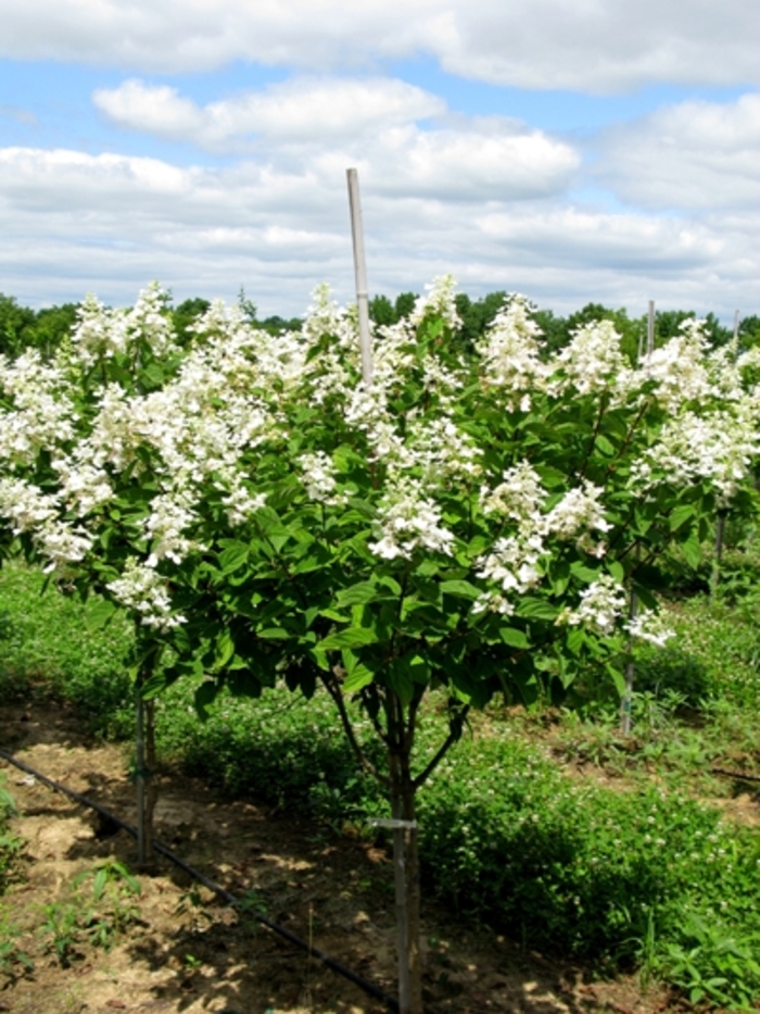 Tardiva Hydrangea - Hydrangea paniculata ''Tardiva'' from E.C. Brown's Nursery