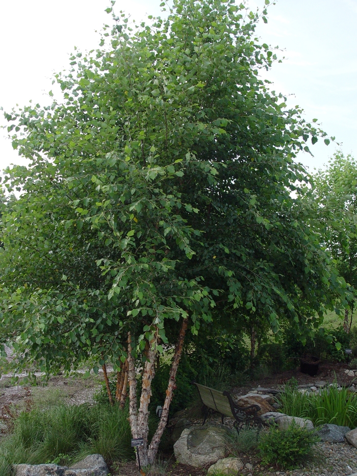 Heritage River Birch - Betula nigra 'Heritage' from E.C. Brown's Nursery