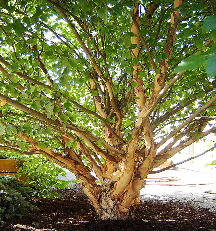 Fox Valley™ River Birch - Betula nigra 'Little King' from E.C. Brown's Nursery Fox Valley™ River Birch - Betula nigra 'Little King' from E.C. Brown's Nursery