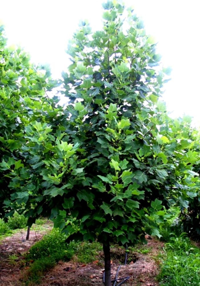 Tulip Poplar - Liriodendron tulipfera from E.C. Brown's Nursery