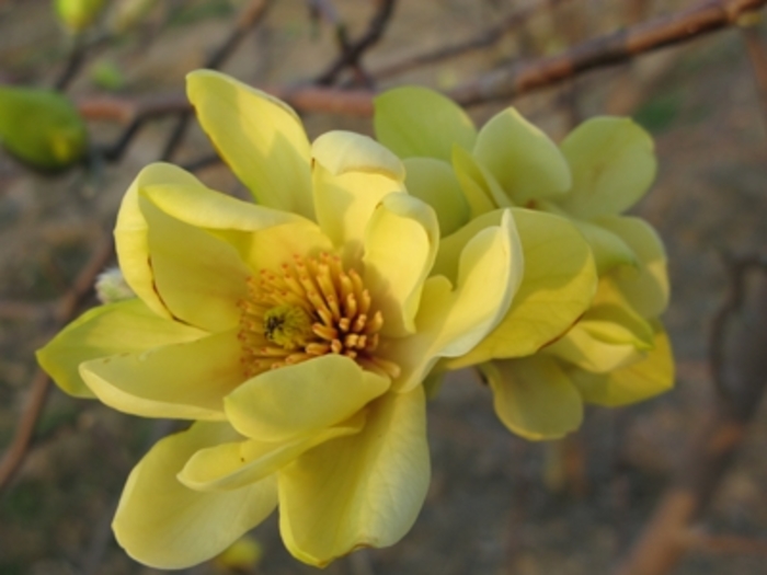 'Butterflies' - Magnolia x from E.C. Brown's Nursery 'Butterflies' - Magnolia x from E.C. Brown's Nursery