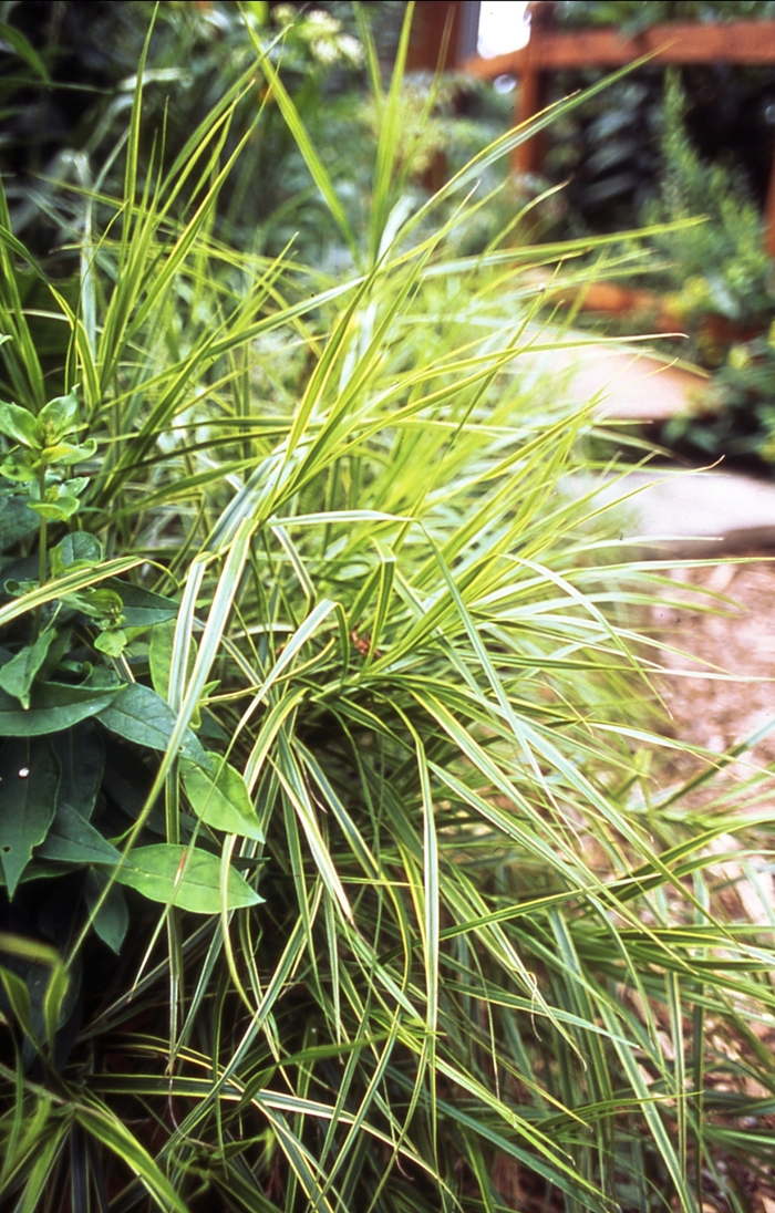 'Oehme' - Carex muskingumensis from E.C. Brown's Nursery 'Oehme' - Carex muskingumensis from E.C. Brown's Nursery