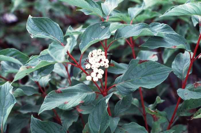 Red Twig Dogwood - Cornus sericea baileyi from E.C. Brown's Nursery