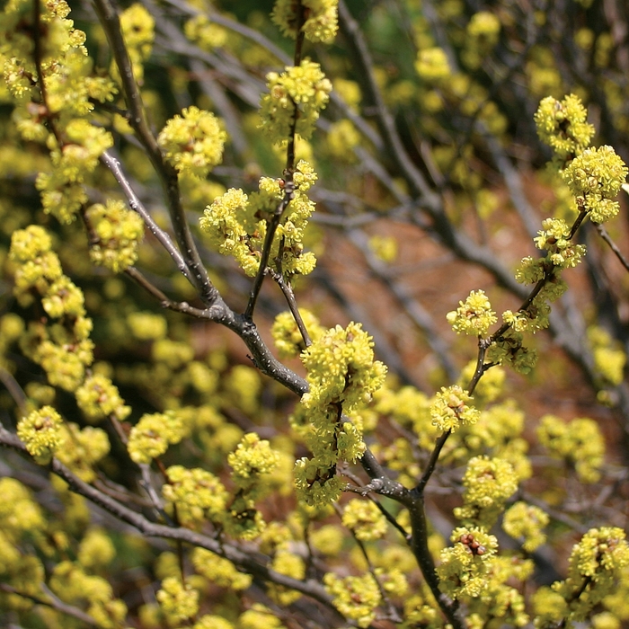 Spicebush - Lindera benzoin from E.C. Brown's Nursery