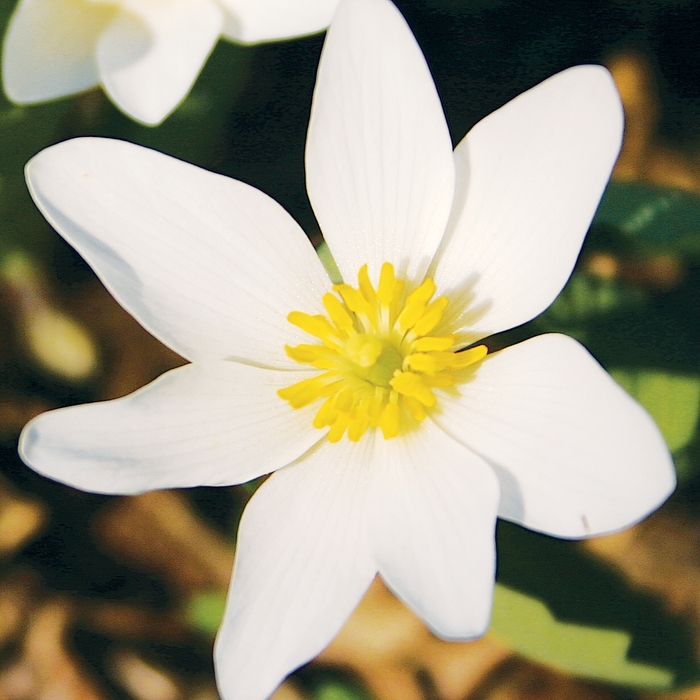 Blood Root - Sanguinaria canadensis from E.C. Brown's Nursery