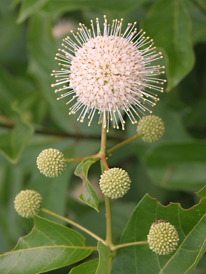 Sputnik Buttonbush - Cephalanthus occidentalis from E.C. Brown's Nursery Sputnik Buttonbush - Cephalanthus occidentalis from E.C. Brown's Nursery