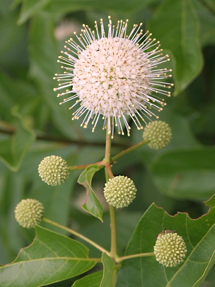 Sputnik Buttonbush - Cephalanthus occidentalis from E.C. Brown's Nursery