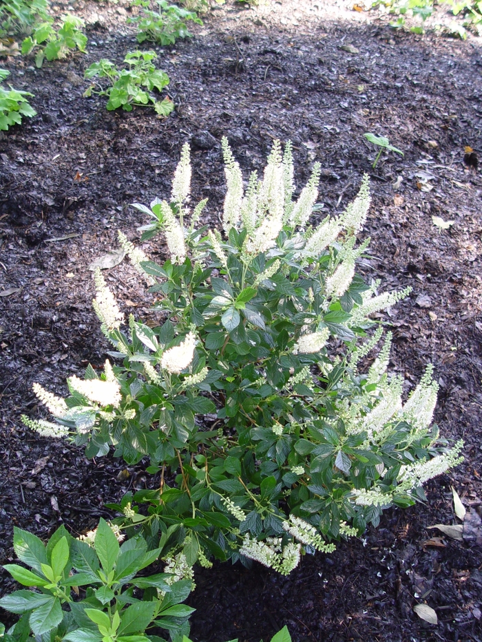 Summersweet - Clethra alnifolia 'Hummingbird' from E.C. Brown's Nursery