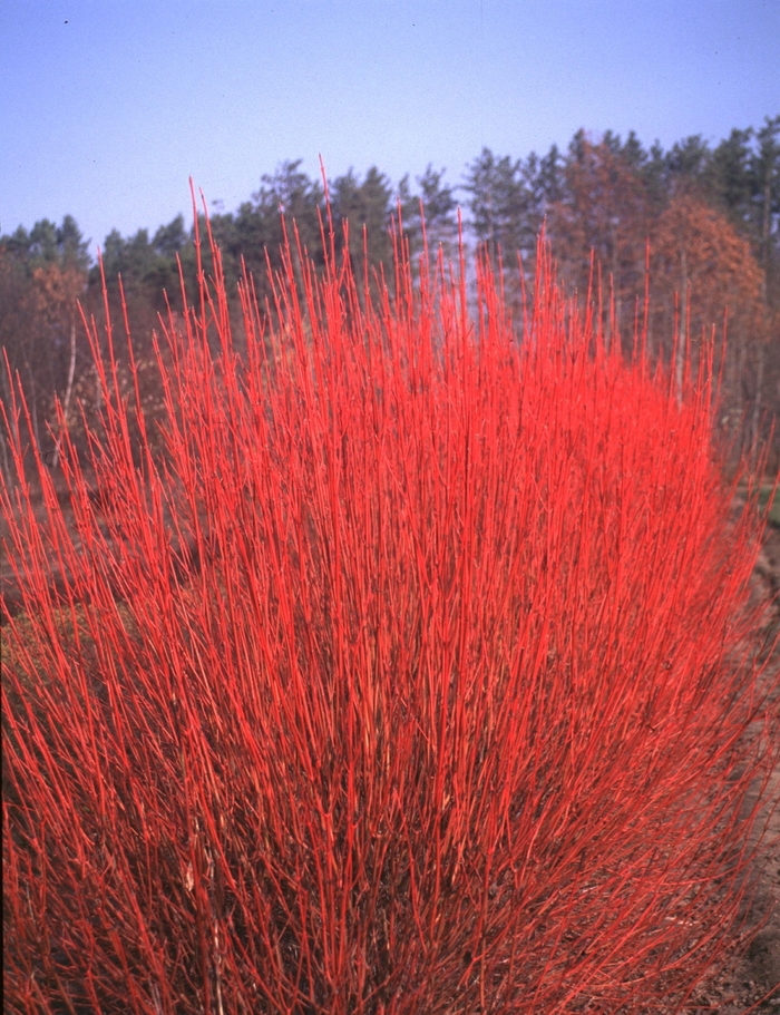 Red-Osier Dogwood - Cornus sericea, Cardinal from E.C. Brown's Nursery