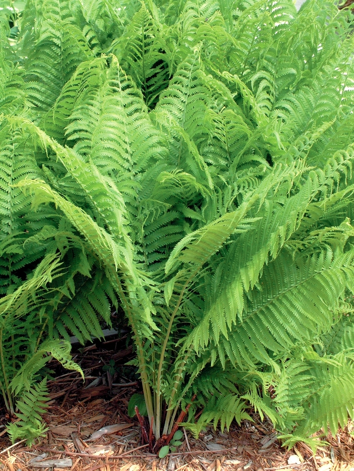 Fern-Ostrich - Matteuccia struthiopteris from E.C. Brown's Nursery