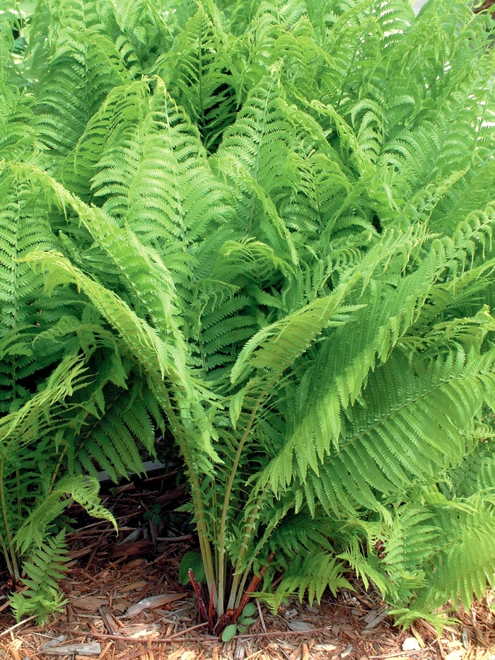 Fern-Ostrich - Matteuccia struthiopteris from E.C. Brown's Nursery Fern-Ostrich - Matteuccia struthiopteris from E.C. Brown's Nursery