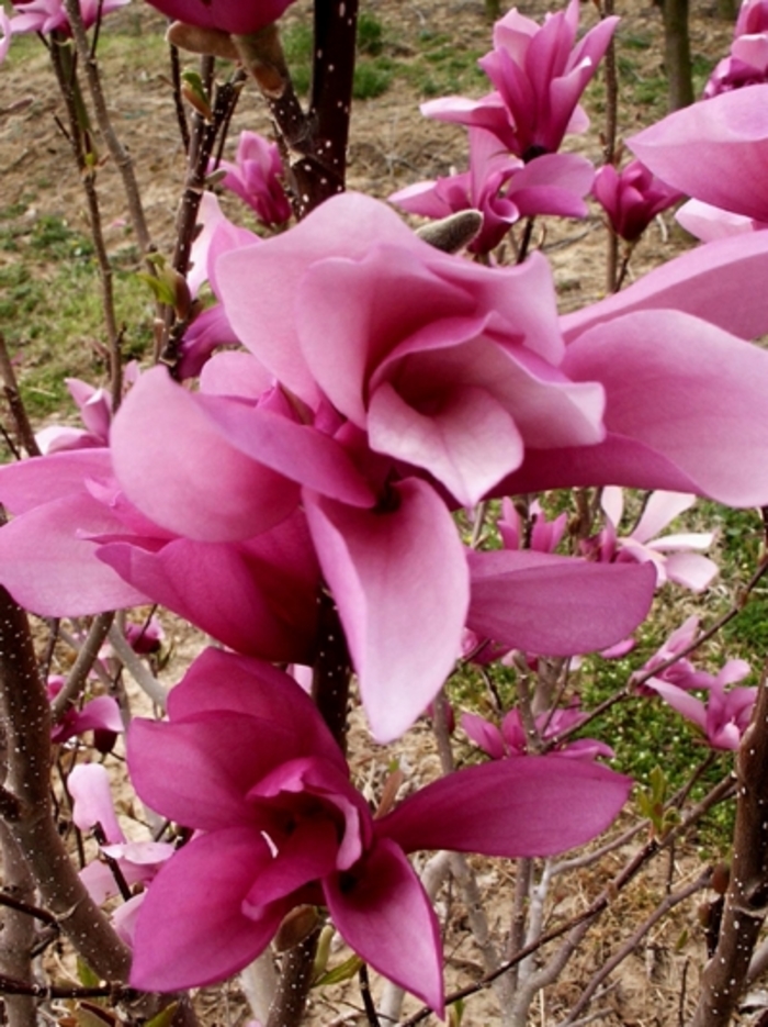 Little Girl 'Jane' - Magnolia x from E.C. Brown's Nursery