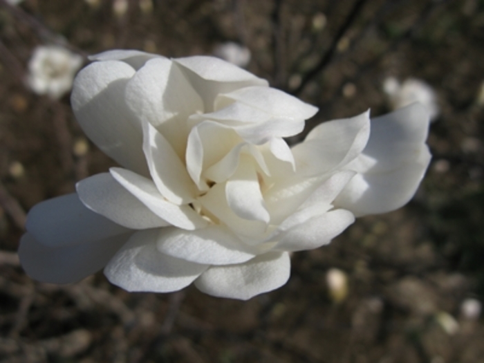 Royal Star Star Magnolia - Magnolia stellata 'Royal Star' from E.C. Brown's Nursery