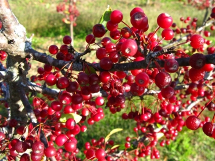 Sargent Crabapple - Malus sargentii from E.C. Brown's Nursery Sargent Crabapple - Malus sargentii from E.C. Brown's Nursery