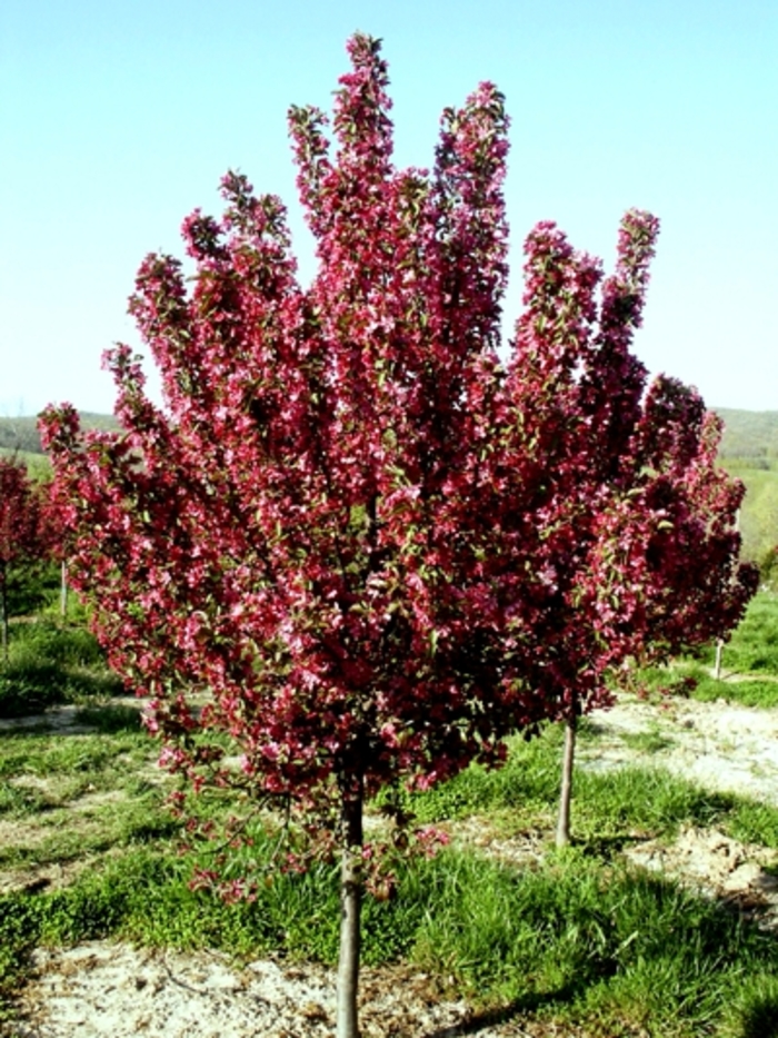 Robinson Crabapple - Malus 'Robinson' from E.C. Brown's Nursery