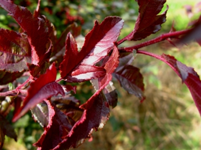 Royal Raindrops® Crabapple - Malus hybrid from E.C. Brown's Nursery