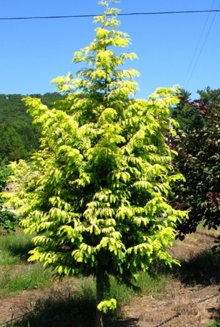 Golden Dawn Redwood - Metasequoia glyptostroboides 'Ogon' from E.C. Brown's Nursery