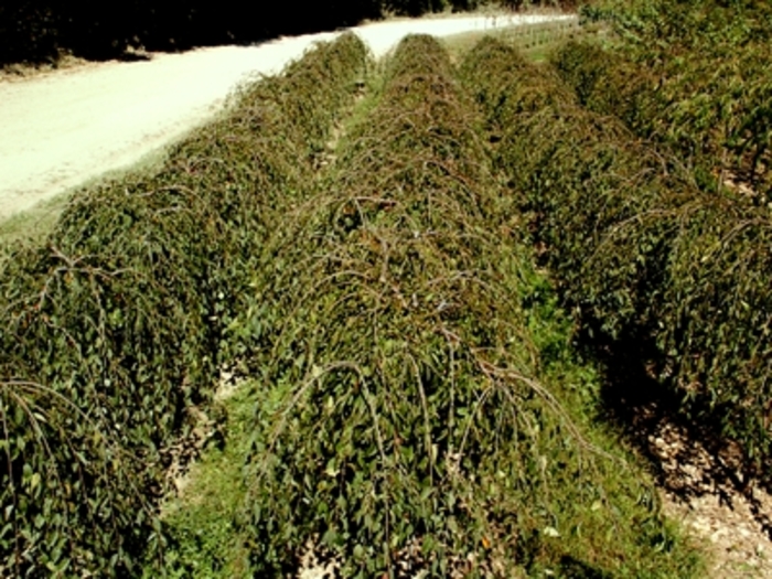 Snow Fountains® Weeping Cherry - Prunus 'Snofozam' (Weeping Cherry) from E.C. Brown's Nursery