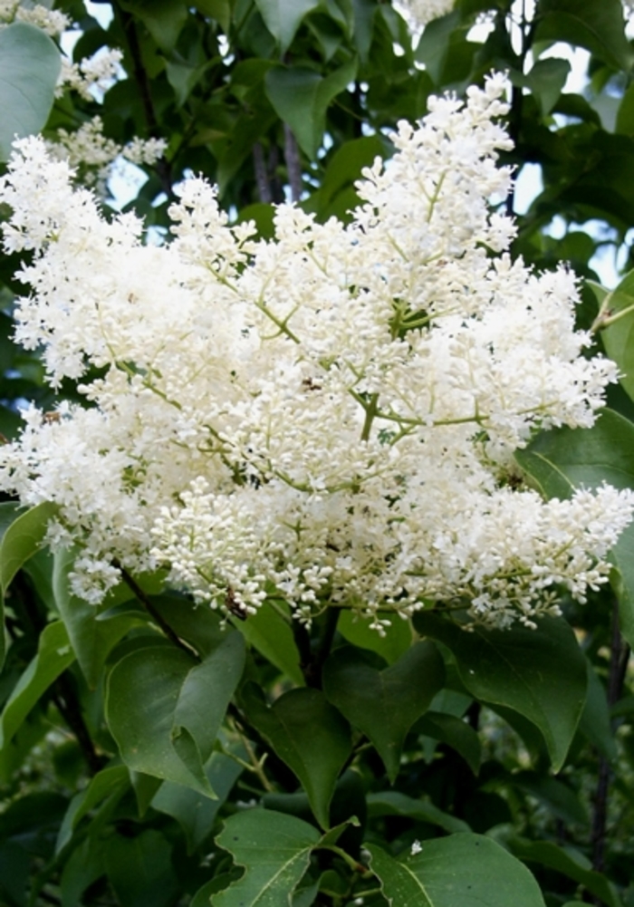 Japanese Lilac Tree - Syringa reticulata 'Ivory Silk' from E.C. Brown's Nursery