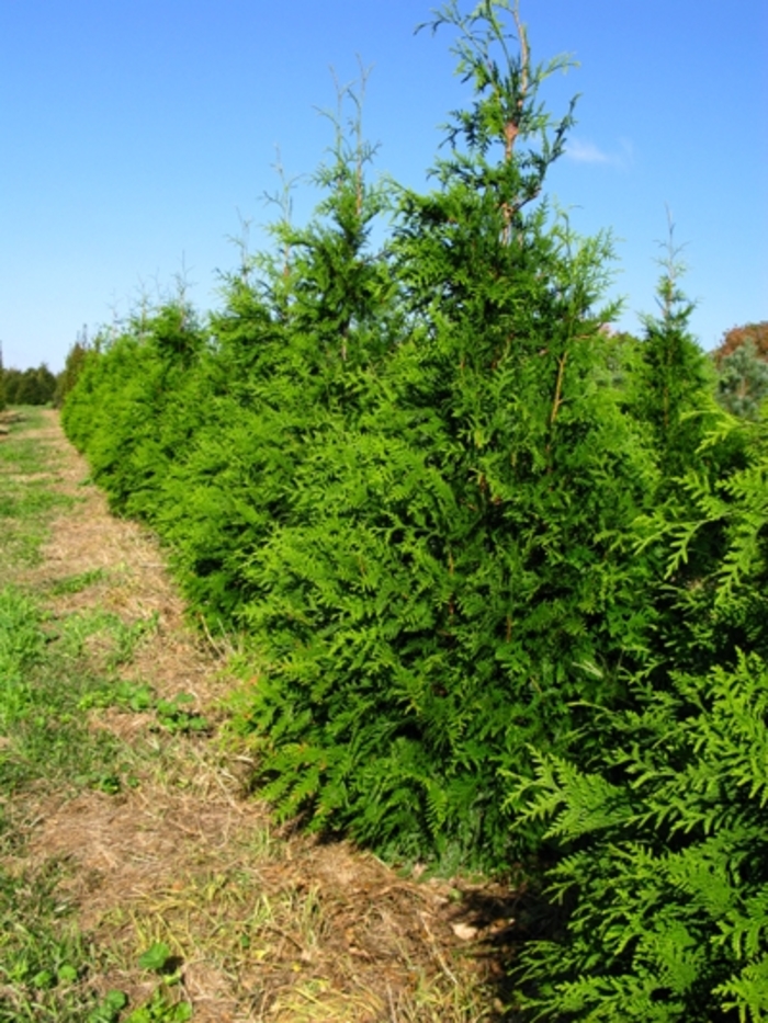 Green Giant Giant Arborvitae - Thuja 'Green Giant' (Giant Arborvitae) from E.C. Brown's Nursery