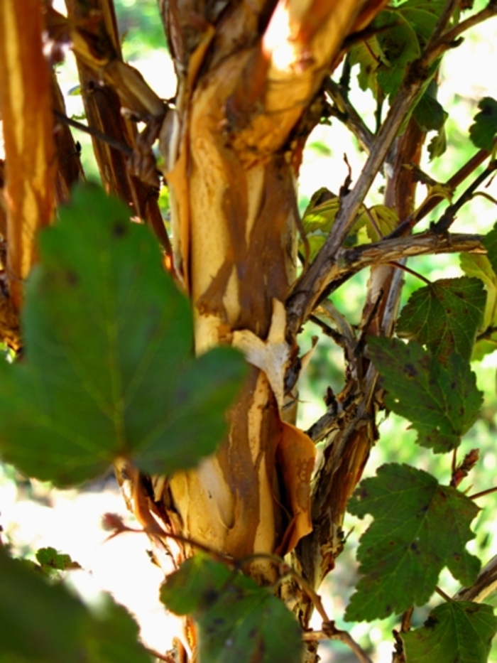 Diabolo® Ninebark - Physocarpus opulifolius 'Monlo' from E.C. Brown's Nursery