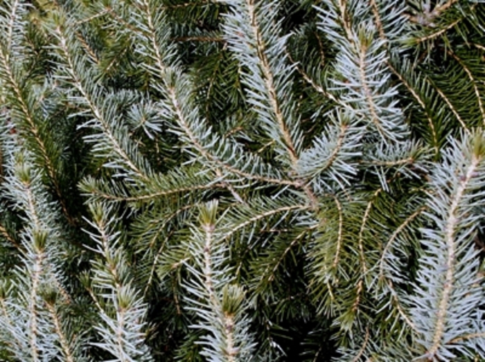 Serbian Spruce - Picea omorika (Serbian Spruce) from E.C. Brown's Nursery
