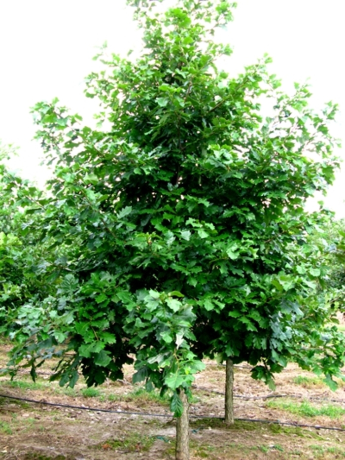 Swamp White Oak - Quercus bicolor from E.C. Brown's Nursery Swamp White Oak - Quercus bicolor from E.C. Brown's Nursery