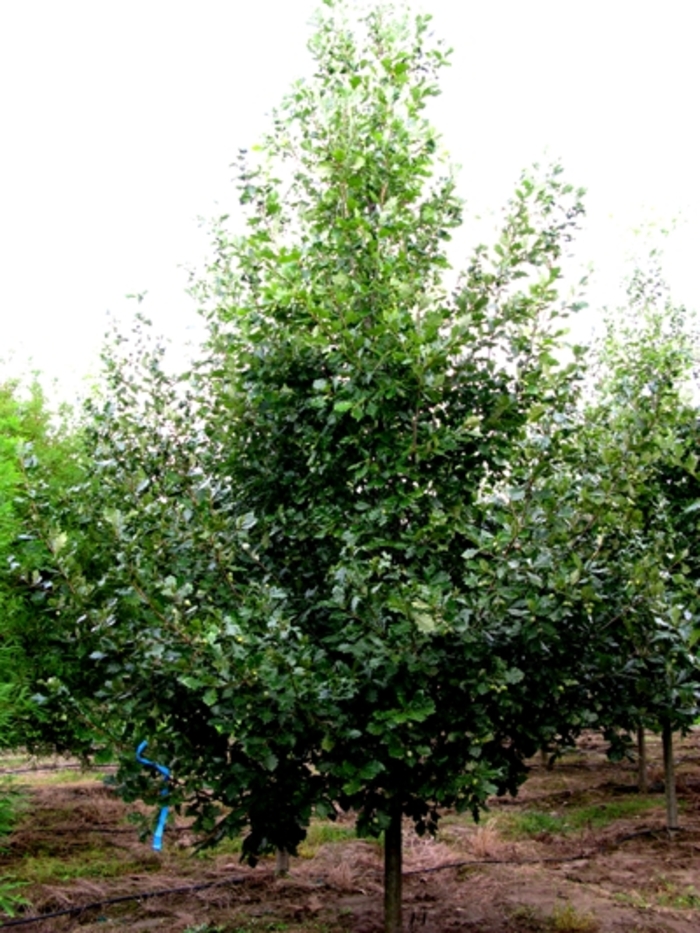 'Heritage®' Oak - Quercus robur x macrocarpa 'Heritage' from E.C. Brown's Nursery