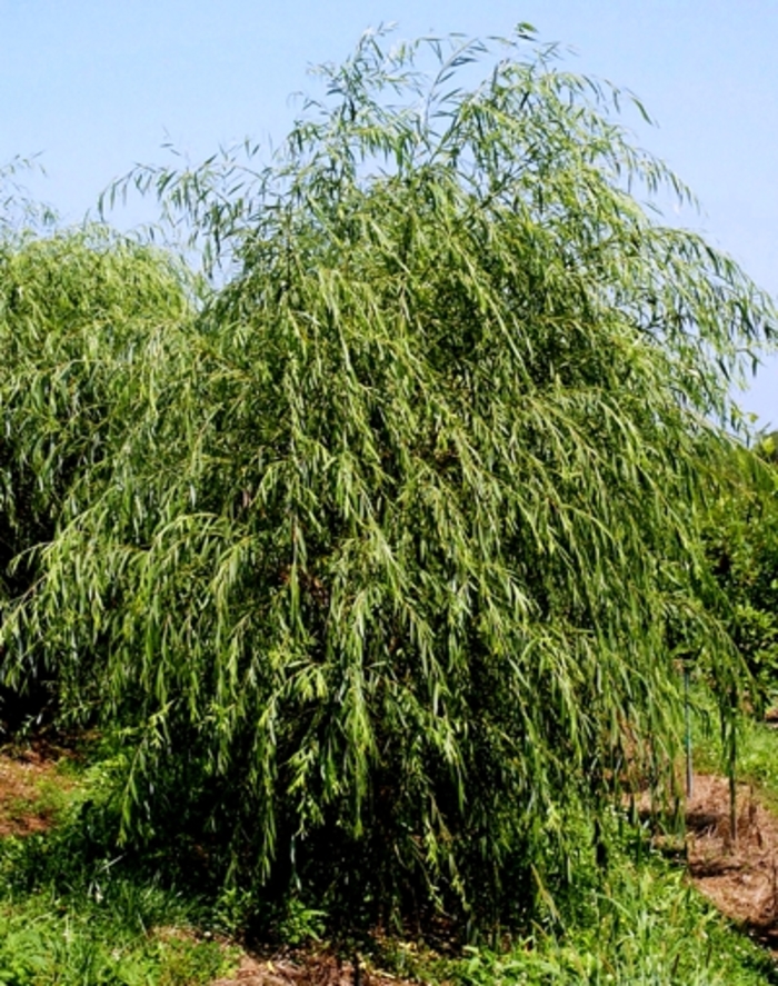 Golden Weeping Willow - Salix alba 'Tristis' from E.C. Brown's Nursery Golden Weeping Willow - Salix alba 'Tristis' from E.C. Brown's Nursery